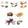 Adorable Montessori Simulation Solid Turtle Chick Frog Animal Growth Cycle Teaching Aids For Engaging Learning And Decorative Displays