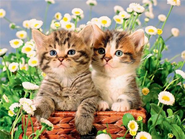 Diy Diamond Painting Bird Home Decor Mosaic Spring Flower Animal Embroidery Handmade Gift Wall Stickers