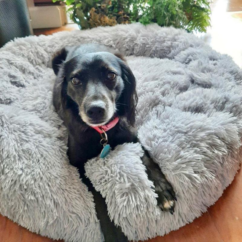Super Soft Dog Bed Plush Cat Mat Dog Beds Round Cushion Pet Product Accessories Washable Dog and Cat Cushion Bed Winter Warm Sofa Hot Sell