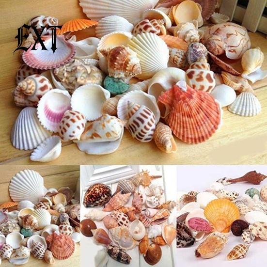 100g Gemischte Muscheln Muschelhandwerk Muscheln Zuhause Aquarium Nautische Dekoration