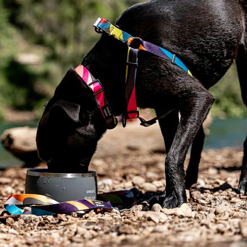 WOLFGANG BoneYard Collar Wide x Neck Circumference Large (Large) 2.5cm 45-66cm [For Dogs]
