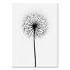 Black and White Feather Wall Art Pictures Modern Dandelion Quotes Canvas Painting Nordic Posters for Living Room Home Decor