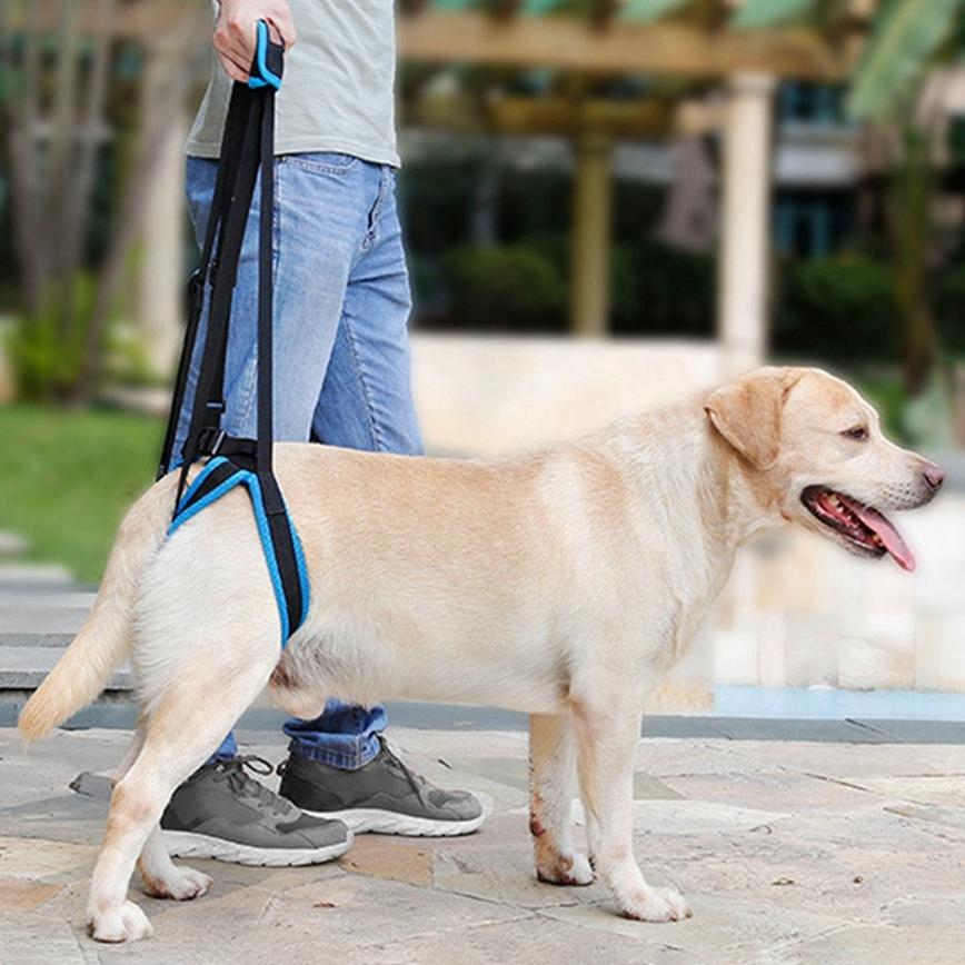 dog support sling