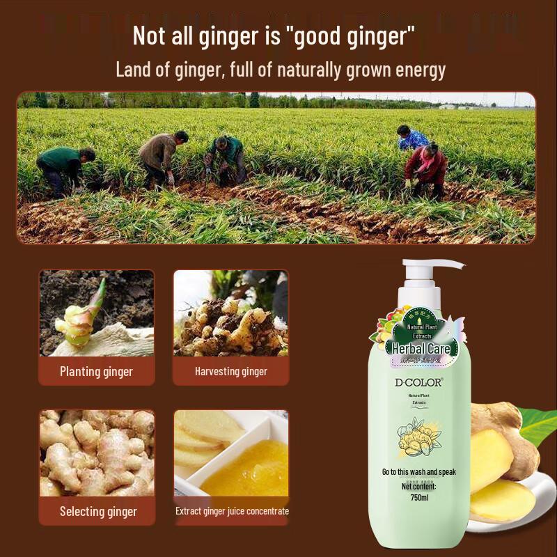 Dicai Ginger Herbal Anti-Dandruff Shampoo