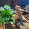 Plant Realistic Leaves Terrariums Hanging Plant Decorations Flexible Reptiles for Reptiles and Amphibians