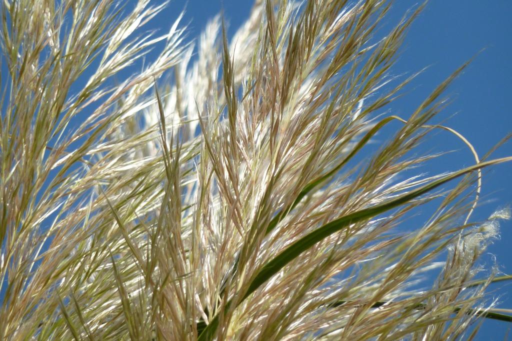 SAFLAX Erba della Pampa Americana - 200 semi - Cortaderia selloana