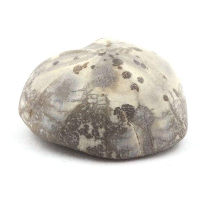 Pierres et Minéraux. Oursin Fossile, Toxaster Amplus. 117.80 ct. Claix, Isère, France.