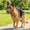 Breathable Mesh Puppy Mouth Cover Washable Dog Face Cover Portable Dog Muzzle  Pet Supplies