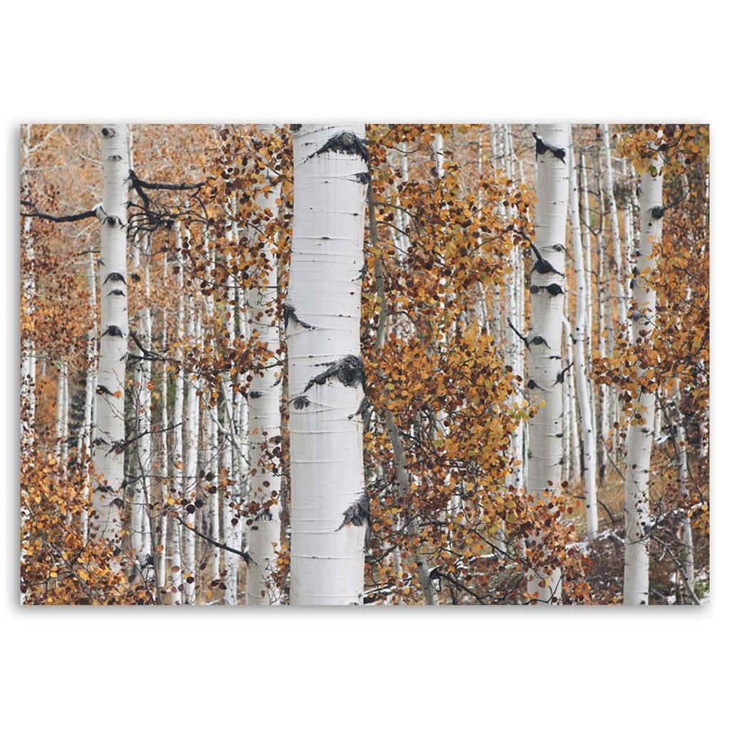 Canvas Print, Birch Forest Landscape Nature