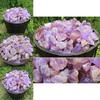 Natural Rough 100g Amethyst Gravel Stone Quartz Crystal Gemstone Home Decor
