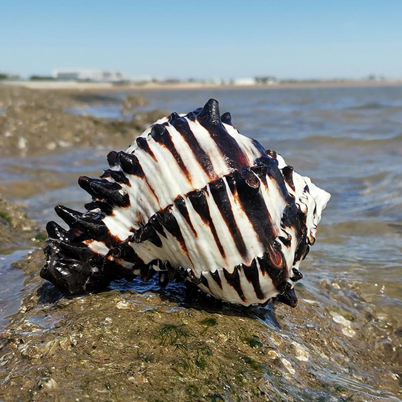 Large Conch Seashell Ornament for Wall Decor, Aquarium Aquascaping, and Sea Sound Collection