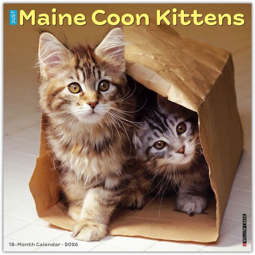 Willow Creek Press, Maine Coon Kittens 2026 Wall Calendar, 12   X 12  , Daily Calendar with Stapled Binding