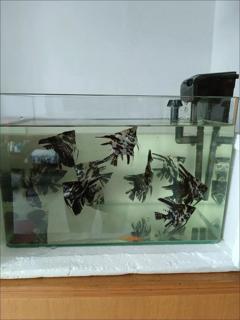 100pcs Fish tank color absorbing sheet water filtration tool