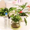 3pcs Watering Kits Water Seed Seedling Bottle Top Watering Garden Plant Irrigation Sprinkler