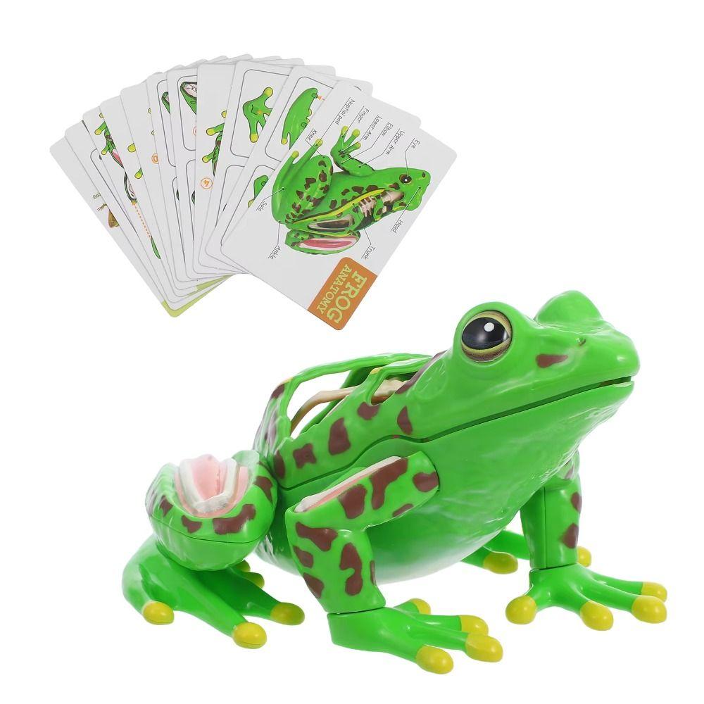 Detachable Biology Education Toy Early Learning Frog Dissection Model Frog Anatomy Model  Kids Toy