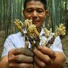 Altın Ağustosböceği Çiçeği Isaria ağustosböceği Miq 100g Büyük Cordyceps Sinensis
