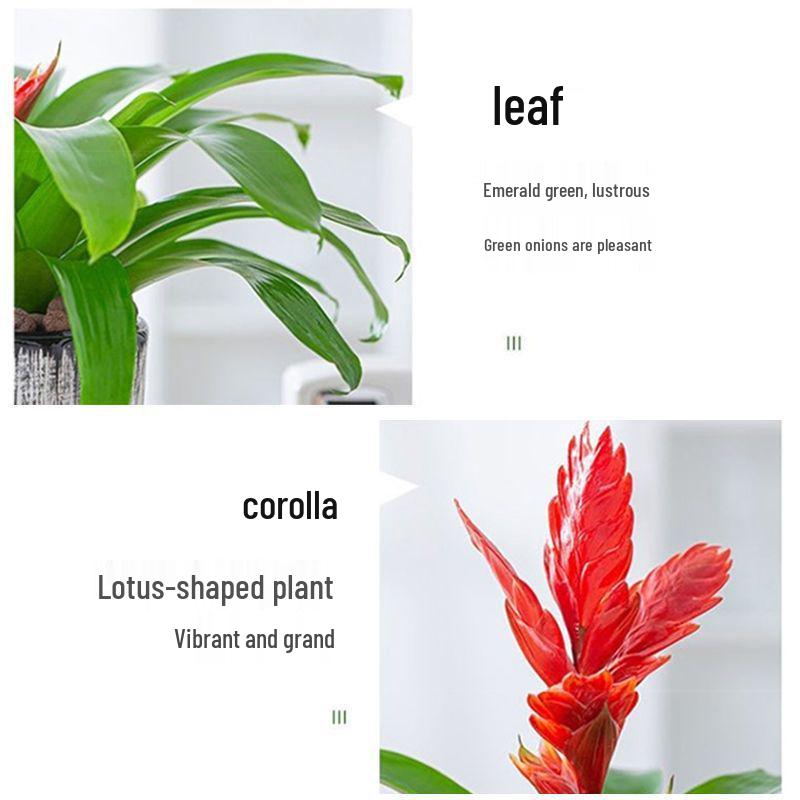 Jade Fan: Indoor Easy-Care Green Plant for Wealth & Blooms