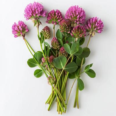 500 Red Clover Seeds