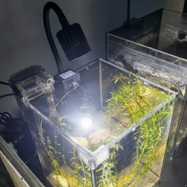 Aluminum Mixture Fish Container Clip Lamp Customizable Brightness Degrees Energy Saving LED Technology