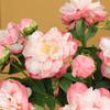 Artificial 2 Head Peony Flower Simulation Peony for Home Decoration Outdoor Wedding Fake Flowers Bouquet Arrangement Decoration