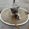 Wear-Resistant Woven Cat Scratching Mat with Self-Entertainment Ball, Cooling Mat, and Sleeping Area