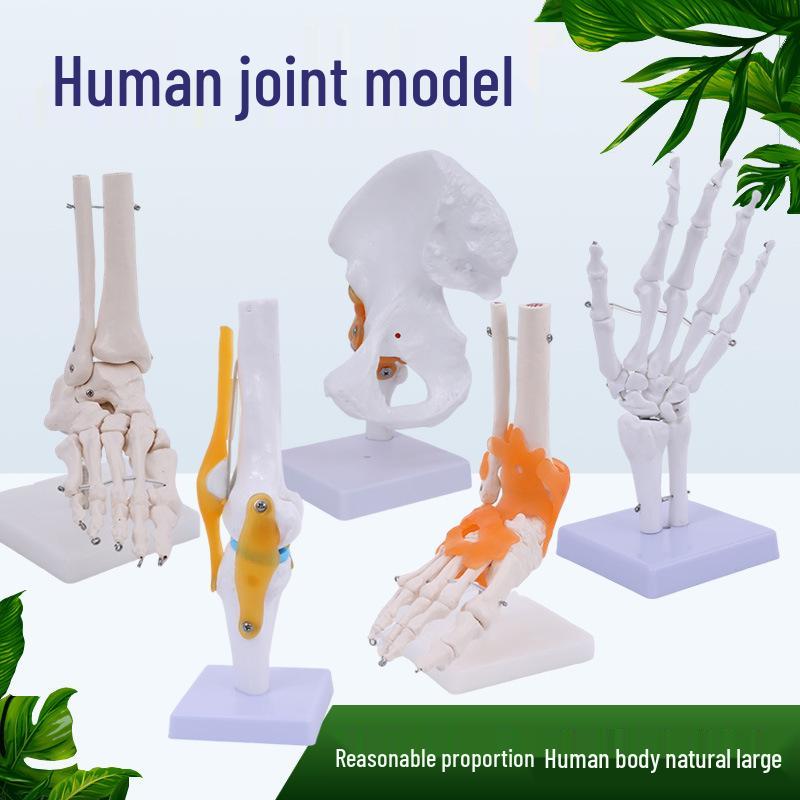 1:1 Human Skeletal Joint Models: Knee, Shoulder, Elbow, Hand, Foot, Hip