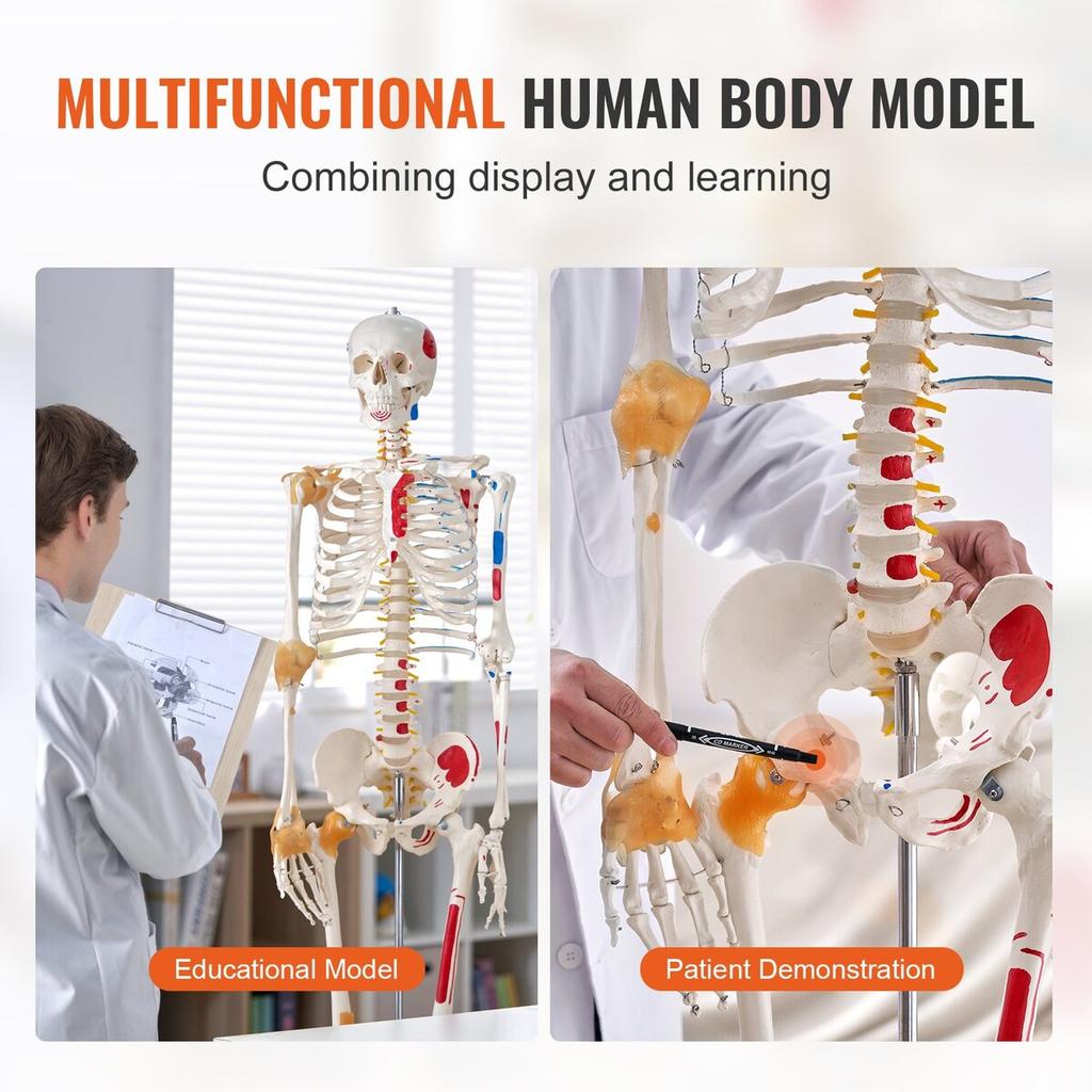 Human Skeleton Model for Anatomy, 71.65" Life Size, Accurate PVC Anatomy Skeleton Model with Ligaments, Movable Arms, Legs & Jaw, with Muscle Origin &