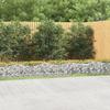 VidaXL Arched Gabion Raised Bed, Gabion Basket for Plants, Garden Planter Patio Terrace, 800x100x50 Cm Iron 153553