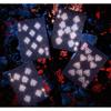 Bicycle Stargazer Sunspot Playing Cards Deck Card Games Magic Tricks