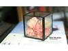 Square Transparent Glass Jewelry Box - Ring, Ear Stud, Earring, and Necklace Organizer