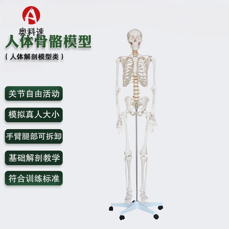 170CM Articulated Human Skeleton Model