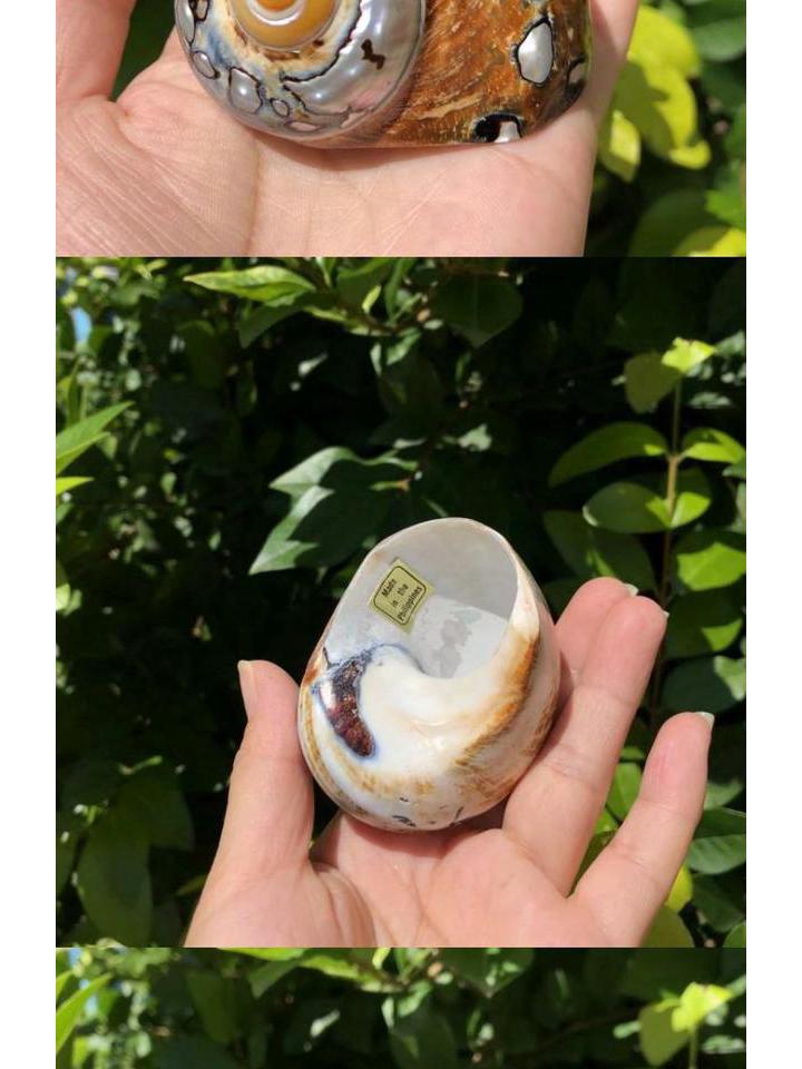 Large South African Abalone Green Seashell Ornament for Aquariums & Hermit Crabs