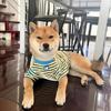 Cat and dog clothes new autumn striped T-shirt short-sleeved Teddy Schnauzer Shiba dog medium and small dog pet clothes