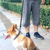 Dog Leash 1cm Long Lightweight Nylon with Reflective Suitable for Large Outdoor Walks and 4.65m, Diameter, Leash, Features, Dogs, Training, Playtime.