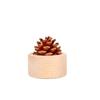 Newcomer Discount: Beech Wood Pine Cone Flameless Diffuser - Creative Aromatherapy for Desktop & Car