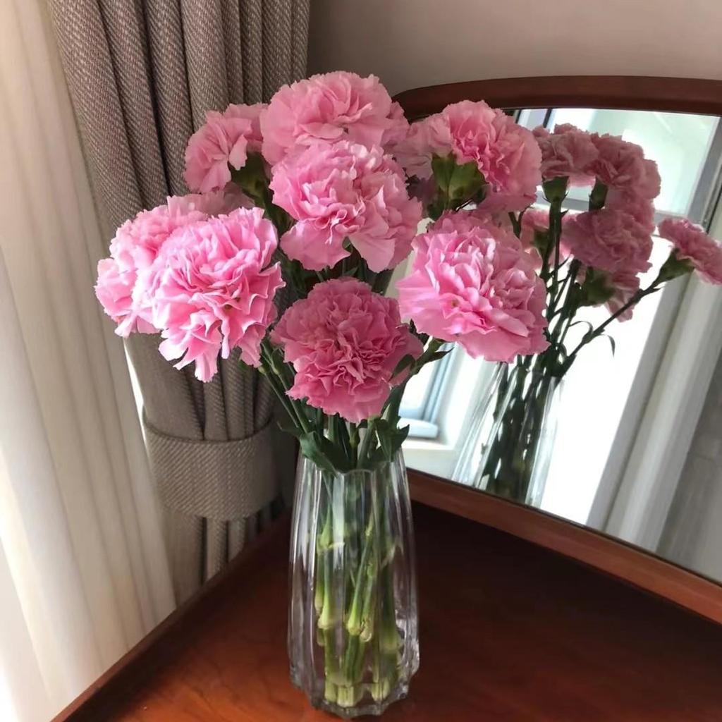 Carnation Fresh Cut Flowers for Teacher's Day, Women's Day, Family Arrangements, and Goddess Day Gifts.