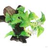 on Driftwood Freshwater Live Aquarium Plant Decorations Tank