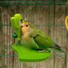 Funny Leaves Shape Bird Perch Stand Wear Resistant with Bells Parrot Play Stands Cactus Bird Mirror Toy Cage Accessories