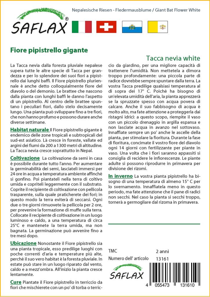 SAFLAX Giant Bat Flower White - 10 Seeds - Tacca Nevia White