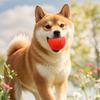 Dog Solid Rubber Training & Chew Ball