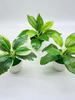 Props Home Decoration Desktop Ornament Faux Grass Lifelike Greenery Potted Artificial Plants Bonsai Simulation Scindapsus