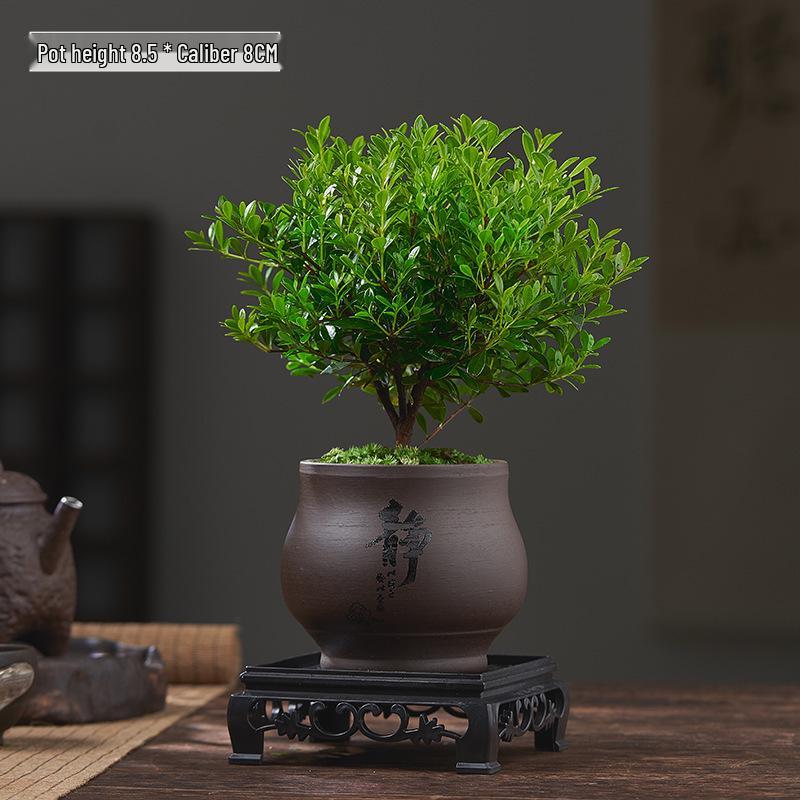 Red Leaf Bonsai Seedling - Easy Care Indoor Evergreen, Perfect for Hydroponics and Micro Landscapes