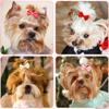 10/30/50PCS Small Dog Bows With Rubber Bands Handmade Puppy Bows Hair Accessories Pet Dogs Bowknots Pet Supplies For Dogs