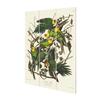 John James Audubon Wood Carolina Parrot Print