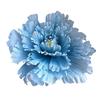 Peony Flower Flower Head Diameter Space Green Stem Website