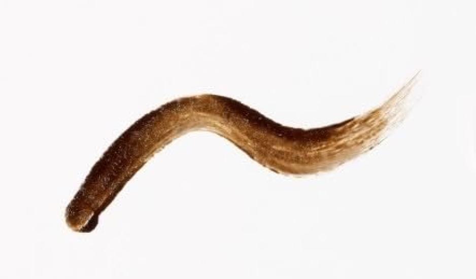 Fujiko Eyebrow Tint ADV Eyebrow Eyebrow Chocolate [Fujiko Official] (Renewed) Mascara, Tint, Self-Tanning, Long-Lasting, Waterproof, 39shop,