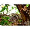 Nikon NIKKOR Z DX 50-250mm f/4.5-6.3 VR telephoto zoom lens, Z mount, DX lens (NZDXVR50-250)