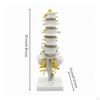 Human Spine Model Medical Vertebrae Desktop for Chiropractors, Teachers, Classroom