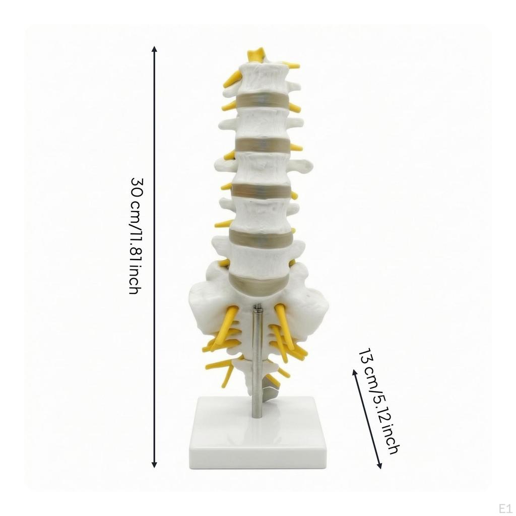 Human Spine Model Medical Vertebrae Desktop for Chiropractors, Teachers, Classroom