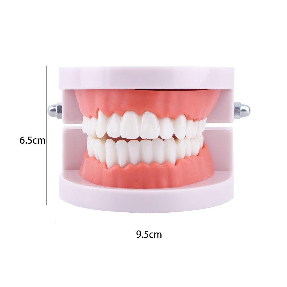 Oral Education Study Dental Teaching Standard Teeth Model Flesh Pink Gums Denture Model Teeth Model
